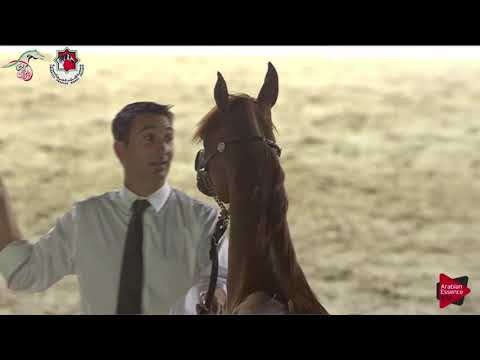 N.50 D SHAMKHAH - Emirates AHBC