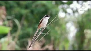 Download lagu CENDET SUARA AYAM KUCING TOKEK 100% Nyaut mp3