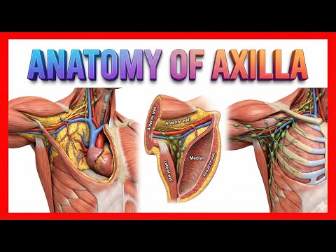 Gross anatomy of Axilla : Contents , Boundaries : High-yield Usmle step 1