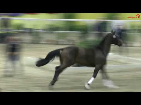 Vivaldon (Vivaldi x Diamond Hit x Argentinus)