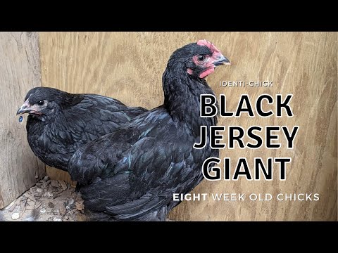 , title : 'Black Jersey Giant: 8-Week-Old Chicks'