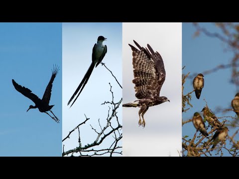 BirdLife at Ibera Marshlands - Pirá Lodge