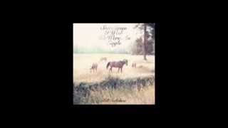 Bill Callahan - Too Many Birds