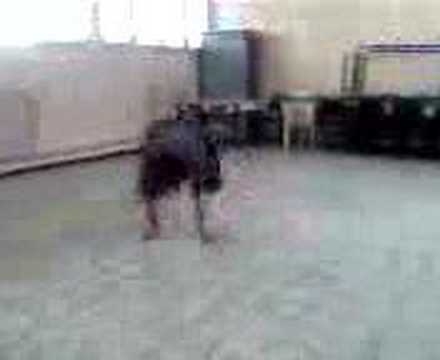 algerian bboy (bboy zizou a training)