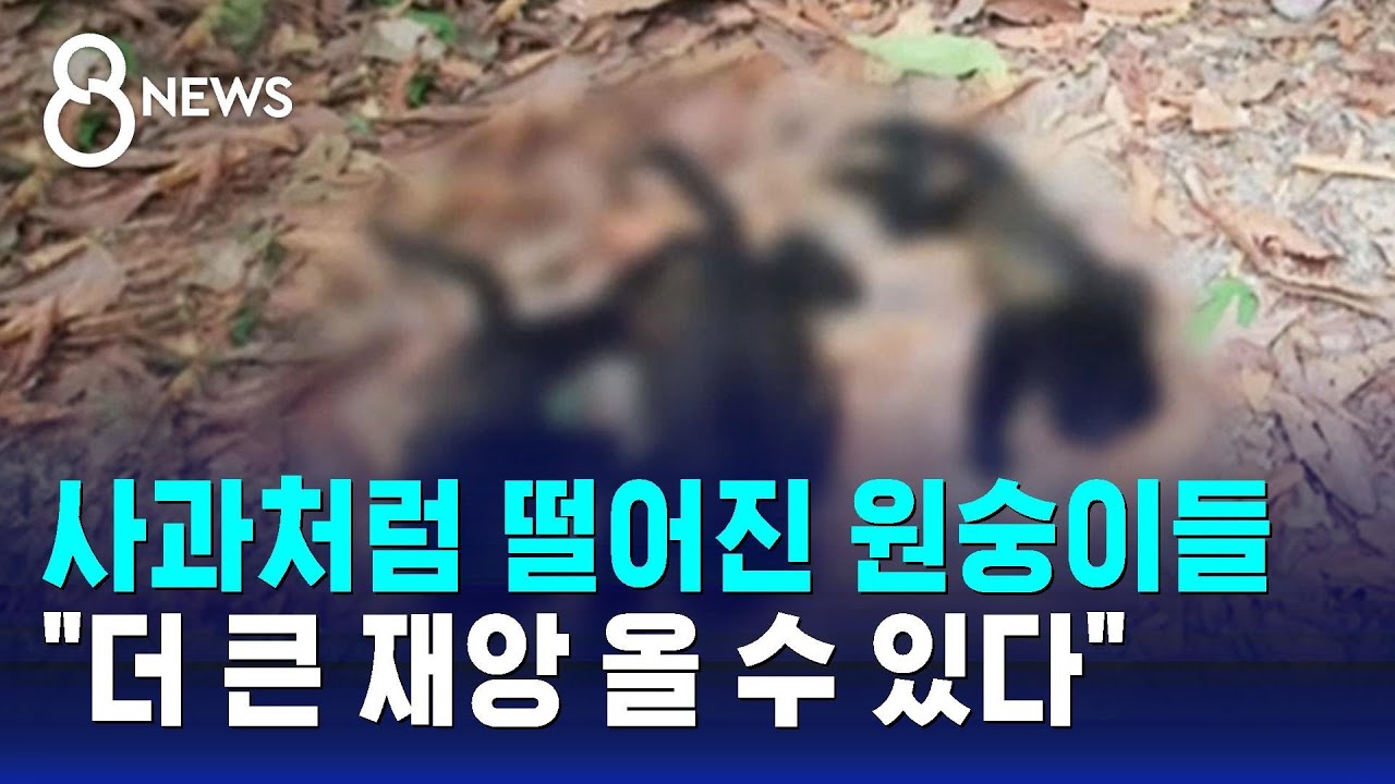 사과처럼 떨어진 원숭이들…"더 큰 재앙 올 수 있다"