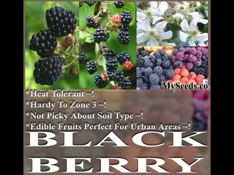 Blackberry Fruit, Rubus Allegheniensis Shrub Seeds on  www.MySeeds.Co