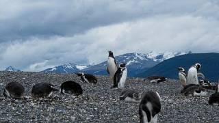 The Beagle Channel - Penguins and the Harberton Estate