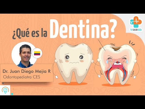 ¿Qué es la dentina? | Tu Salud Guía