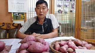 수확한 고구마 맛있는것 사려면 어떻게 하면 될까요??