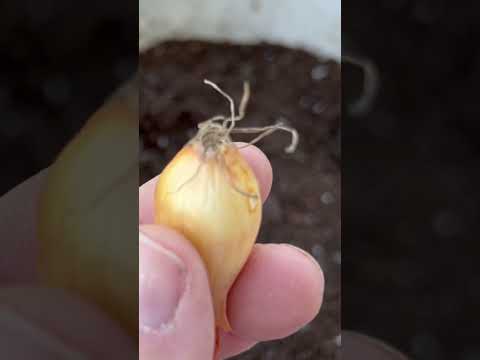 , title : 'How to plant Onions in Containers'