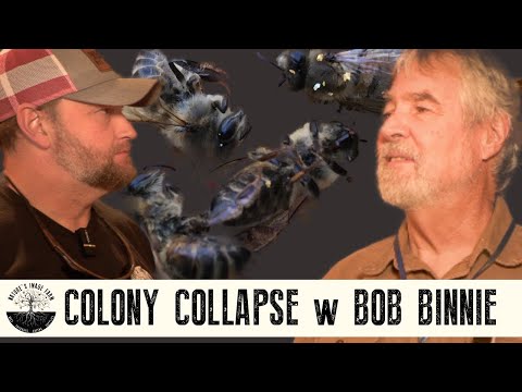 Colony Loss: The Devastating Decline of Bee Colonies | Golden Age
