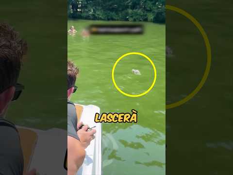 HANNO AVUTO UNA REAZIONE SCIOCCANTE VEDENDO IL COCCODRILLO! 🤯 #virale #divertente