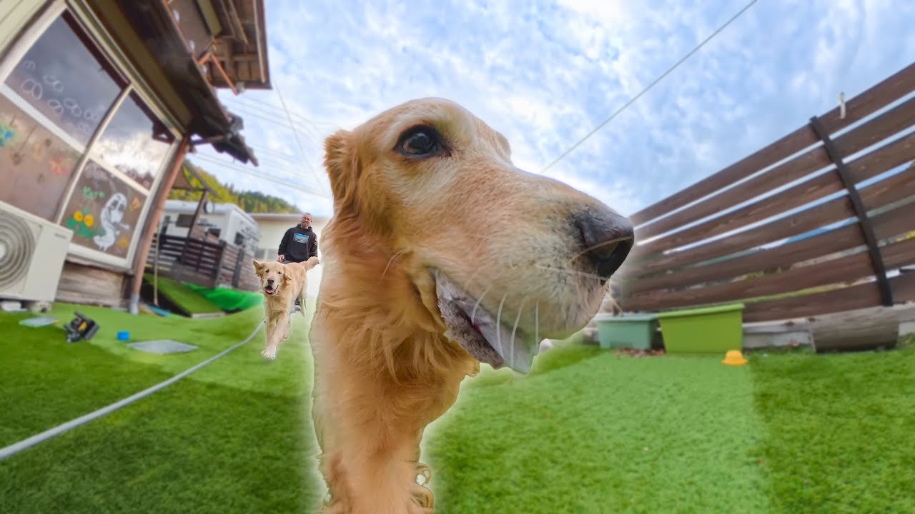 カメラをくわえて走る愛犬の顔が面白過ぎるww【Insta360 X5】
