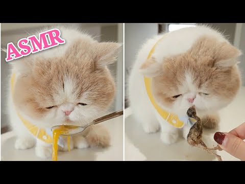 ASMR CAT Reviewing Different Types of Food #1