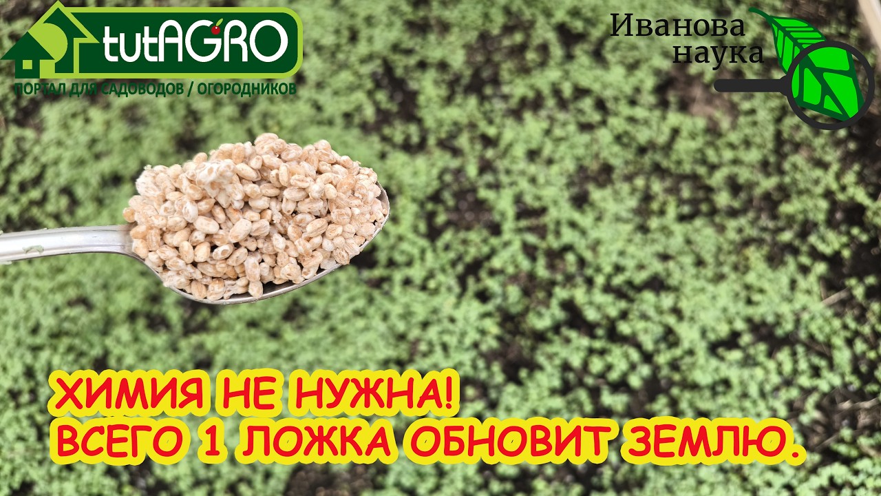 ХИМИЯ больше НЕ НУЖНА! Всего 1 ложка на ведро и земля станет как новая: чистая,