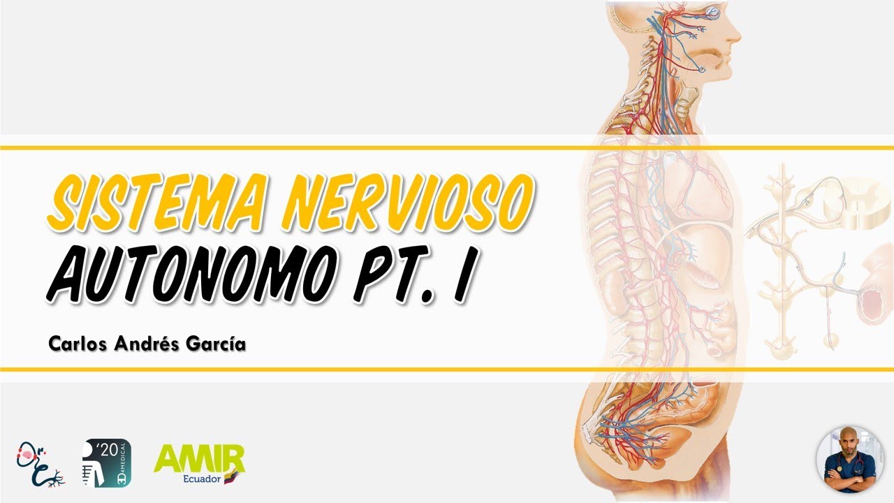 Fisiología - Sistema Nervioso Autónomo Pt. I (Simpático y Parasimpático)