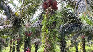 Download lagu BIASA SAJA.! PANEN SAWIT PETANI KALIMANTAN 1,5 HEKTAR mp3