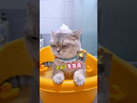 大家還會喜歡這樣的招財嗎？ #萌寵出道計劃 #招財貓 #貓咪 #貓咪日常