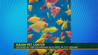 The absolute best local spot for pet parents in Honolulu 🌴🐾