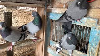 Tipplers Pigeons Shannon Bwoden Mahutian Werf Gordon Hugh’s 2021 video 4K 60fps