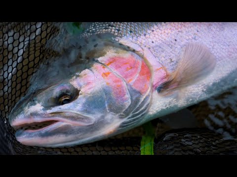 INSANE Winter STEELHEAD FISHING! RE-PAYING Our Debt With Chrome.
