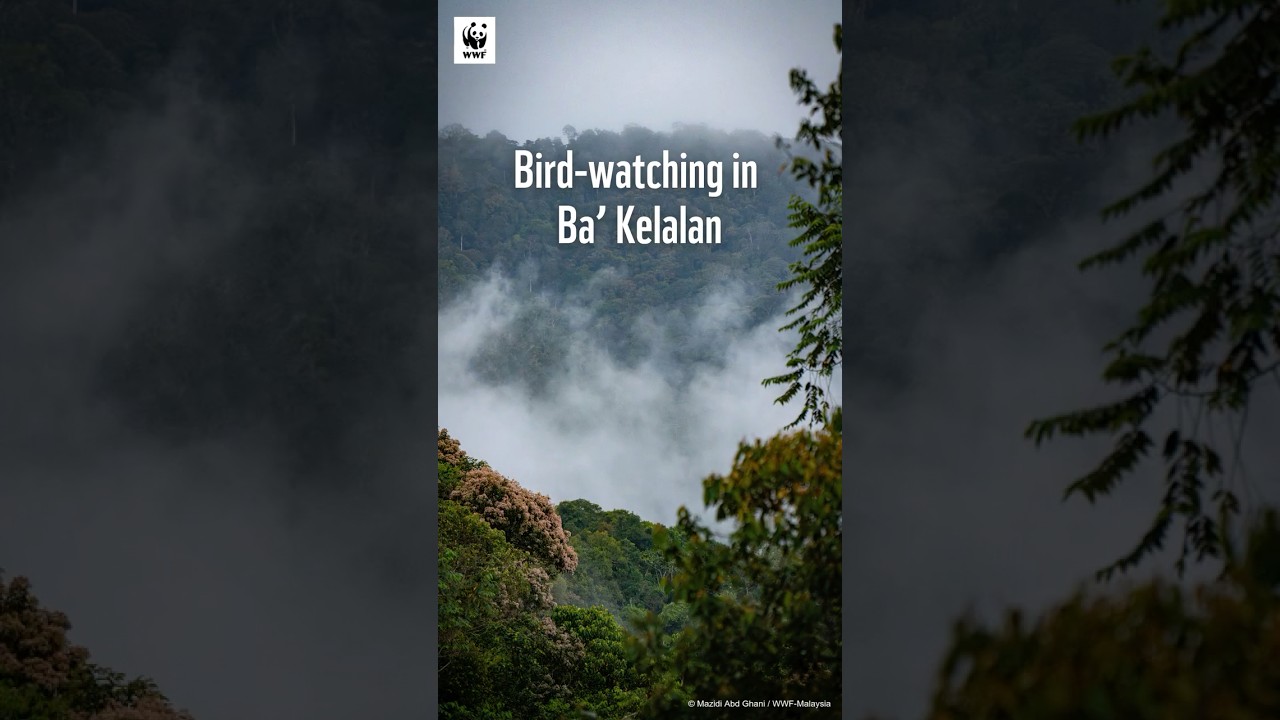 Bird Watching in Ba’Kelalan