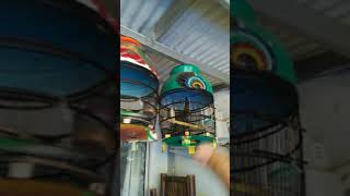 Download lagu Suara burung perkutut bali lg manggung mp3