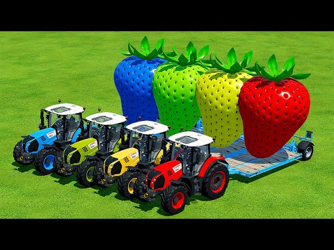 TRANSPORT GIANT COLORED STRAWBERRY WITH CLAAS TRACTORS - Farming Simulator 22