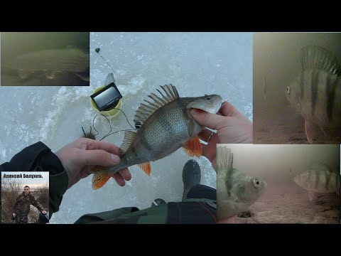 Фото Окунь на блесну подводные съёмки. Ловля окуня зимой. Focusfish.