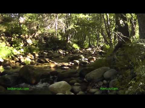 El camino que siguió una libélula - Kercus cam - Menchen