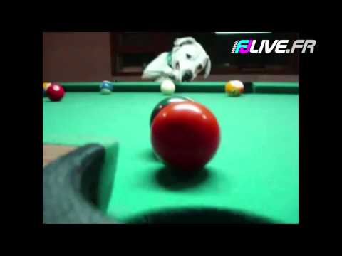 Le chien expert en billard