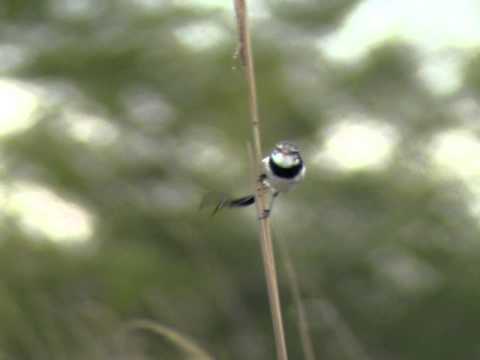 strange-tailed tyrant at ibera marshes