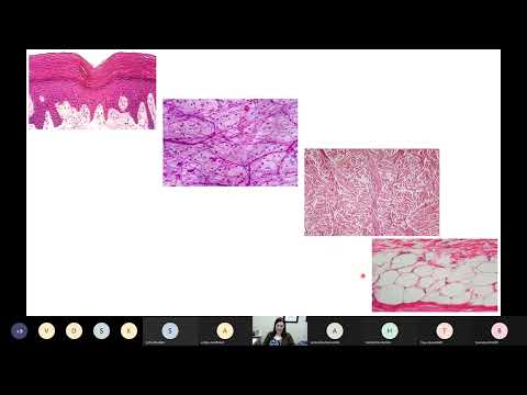 Lesson #7 (Part 1) - The Integumentary System