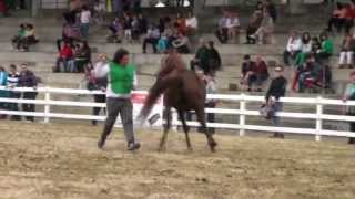 preview picture of video 'Mejores movimientos de los caballos árabes en Silleda 2013'