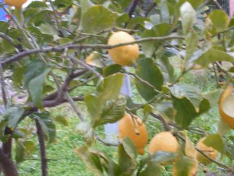 cianciana natura my house