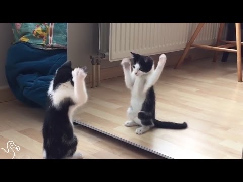 Kitten Sees Himself In The Mirror For The First | The Dodo