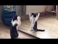 Kitten Sees Himself In The Mirror For The First | The Dodo