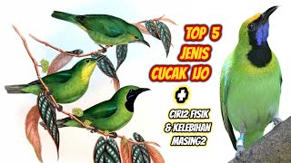 Download lagu 5 Jenis Cucak Ijo Beserta Ciri-Cirinya Kelebihan & Kekurangan Masing2 mp3 Download lagu 5 Jenis Cucak Ijo Beserta Ciri-Cirinya Kelebihan & Kekurangan Masing2 mp3