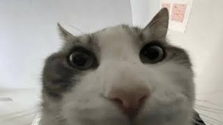 Madness combat grunt [DC 2]