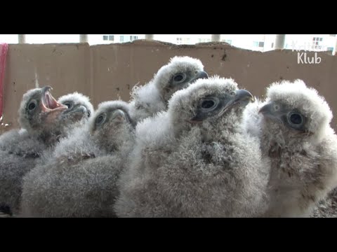 , title : '"Mama, Papa..We're Here!!" Why Does The Bird Couple Ignore Their Chicks?(Part 1) | Kritter Klub'