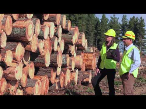 Radiata Pine - the framework of our building industry