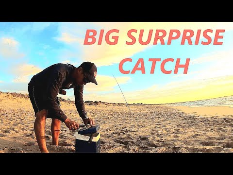 BIG SURPRISE CATCH AT THE BEACH, PERTH TAILOR ( PERTH BEACH FISHING )