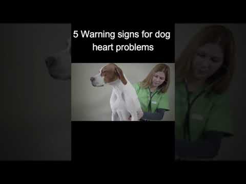 How to recognize heart problems in your dog? #shorts