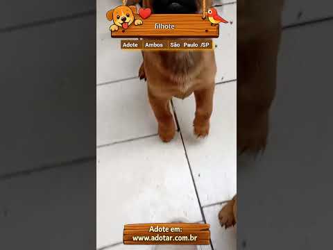 Vídeo de filhote