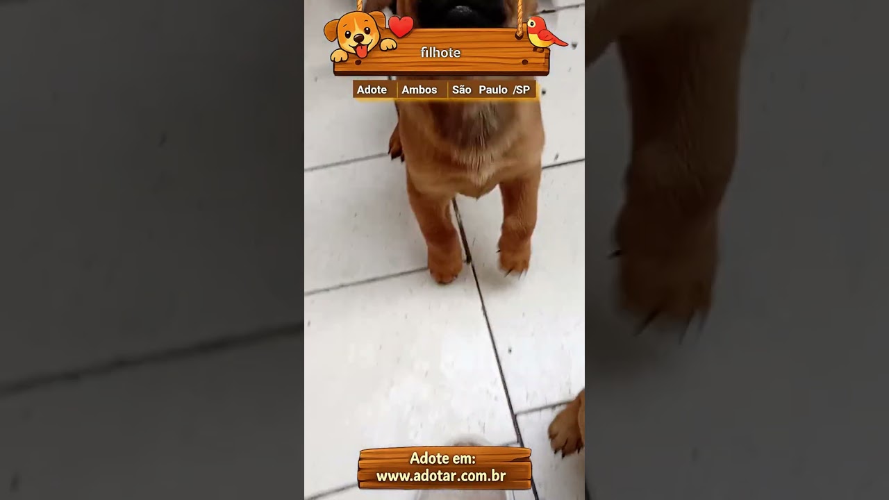 Cachorro raça SRD-ViraLata idade 2 a 6 meses nome filhote