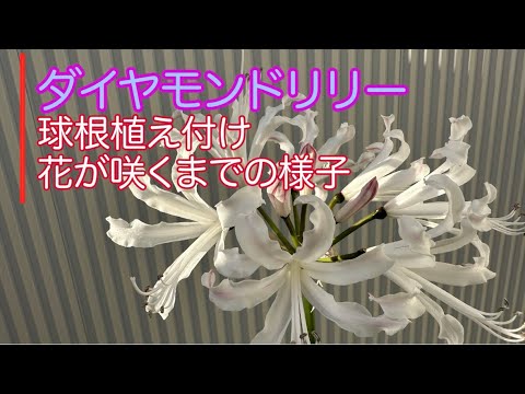 園芸 ボーデン・ネリネ