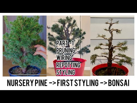 Learn to turn nursery pine into pine bonsai in 5 minutes / how can beginners make a pine bonsai tree
