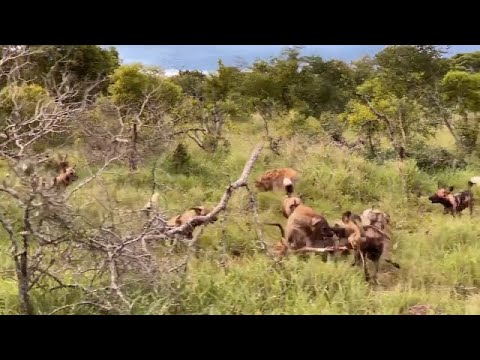 Hyenas fight wild dogs over an Impala