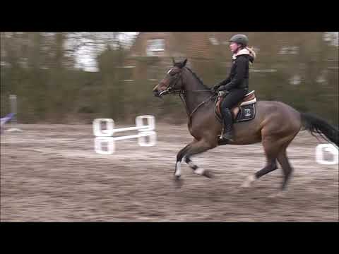 Mister Memphis 8j. v. Memphis - Centadel - Baloubet du Rouet