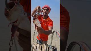 Sharks have been hunted with catfish bait since ancient times #fish #bait